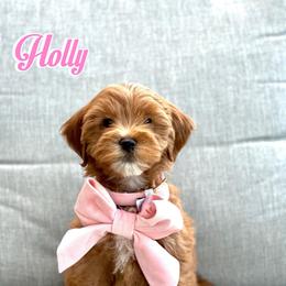 Holly - Caramel red female Australian Labradoodle puppy in Diamond Bar, California from Furrytaildoodles