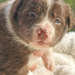 Blossom - Chocolate female Border Collie puppy in East Ellijay, Georgia from Nine Peaks Border Collies