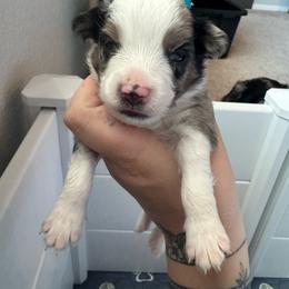 Hendrix - Blue merle male Miniature Australian Shepherd puppy in Reno, Nevada from Battle Born Mini Aussies