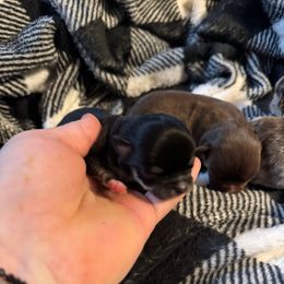 Dasher - Black and tan male Chihuahua puppy in Breese, Illinois from Casey's Chihuahuas and mini Dachshunds