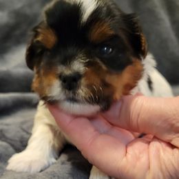 Biewer Terrier Puppies from Dignity Farms