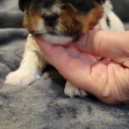 Biewer Terrier Puppies from Dignity Farms