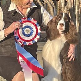 Freddie - English Springer Spaniel
