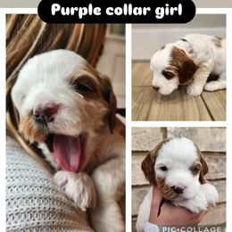 Cavapoo and Poodle Puppies from Salt Creek Doodles