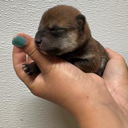 Zania - Sesame female Shiba Inu puppy in Covington, Ohio from Rustic Country Shibas