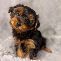 Potato - Chocolate and tan male Yorkshire Terrier puppy in Palm Coast, Florida from Fiesta Pups