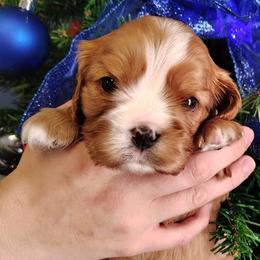 Toffee - Ruby male Cavalier King Charles Spaniel puppy in Rockville, Maryland from Skais the Limit Cavaliers
