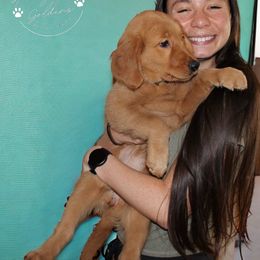 Golden Retriever Puppies from Studley Hill Goldens, LLC.