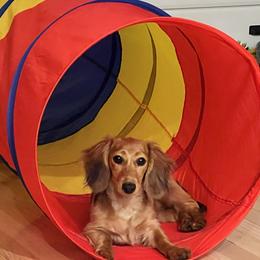 Dachshund All Grown Up from Mason Dixon Doxies