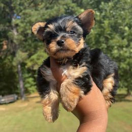 Boy 1 - Black and tan male Yorkshire Terrier puppy in Louisburg, North Carolina from Nell’s Adorable Yorkshire’s