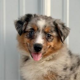 Claira - Blue merle female Miniature American Shepherd puppy in Clinton, Missouri from Mockingbirds American Minis