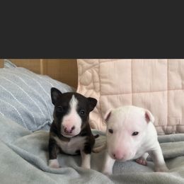 Miniature Bull Terrier puppies from Joyful_minibulls