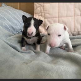 Miniature Bull Terrier puppies from Joyful_minibulls
