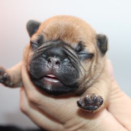 French Bulldog Puppies from Infinity Frenchies