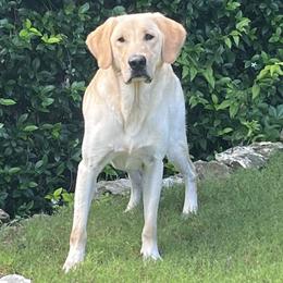 Labrador Retriever puppies from Coram Deo Retrievers