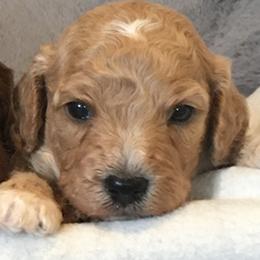 Boy 2 - male Cavapoochon puppy in Fredericksburg, Ohio from Timshell Farm Specialty Crossbreed Puppies