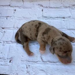 Mark - Dapple male Dachshund puppy in Colbert, Oklahoma from Brooke Crenshaw