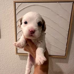 Male 3 - White male Cavapoo puppy in Sacramento County, California from Sac-Town Poodles and Doodles