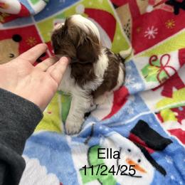 Ella - Liver and white female Shih Tzu puppy in Jasper, Indiana from Jacob’s Spoiled Shih Tzu
