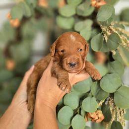 No Collar - Red  male Goldendoodle puppy in Somerville, Alabama from Southern Enchanted Doodles