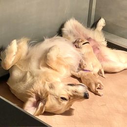 Goldendoodle and Golden Retriever Puppies from Gate City Goldens