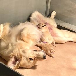 Goldendoodle and Golden Retriever Puppies from Gate City Goldens