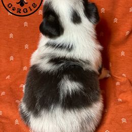 American Corgi and Pembroke Welsh Corgi Puppies from Caddeaux Corgis