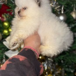 Pomeranian Puppies from Pommies of LA