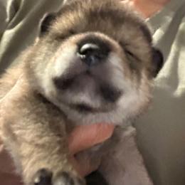 Boy 1 - Brown and white male Papillon puppy in San Diego County, California from Mishmo's Shibas and Papillons