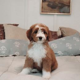 Goldendoodle Puppies from Cedarcrest Goldendoodles
