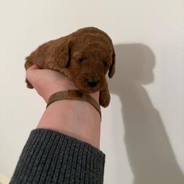 Female 2 - Red  female Poodle puppy in Bettendorf, Iowa from Red Door Poodles