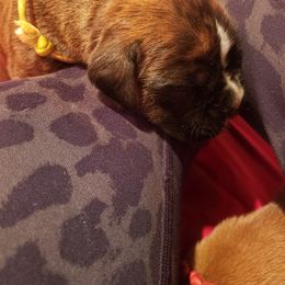 Boxer Puppies from SmashBox Kennel