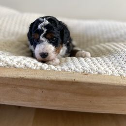 Bernedoodle, Goldendoodle, and Poodle Puppies from Central Valley Canine Companions