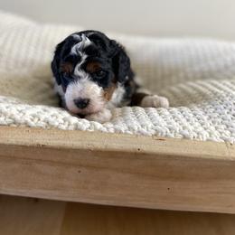 Bernedoodle, Goldendoodle, and Poodle Puppies from Central Valley Canine Companions