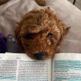 AKC Bernard - Apricot male Poodle puppy in Greenville, South Carolina from Pepper Potts Puppies