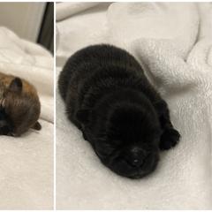 Pomeranian puppies from Premiers Poms