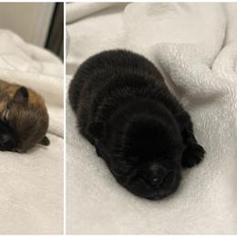 Pomeranian puppies from Premiers Poms