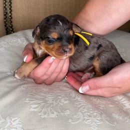 Yellow - Merle male Bernedoodle puppy in Curtice, Ohio from The Pink Doghouse