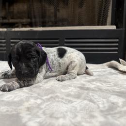 Purple - Black roan female German Shorthaired Pointer puppy in Huntington, Texas from B&B GSP’S