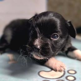 Girl 2 - Black and white female Companion Cross puppy in Davenport, Washington from Lovely Ladies and Little Asses Miniature Equines (L3A Pomeranians & Papillons)