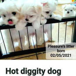 Maltese, Maltipoo, and Morkie All Grown Up from The Aristocratic Puppy Patch