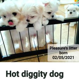 Maltese, Maltipoo, and Morkie All Grown Up from The Aristocratic Puppy Patch