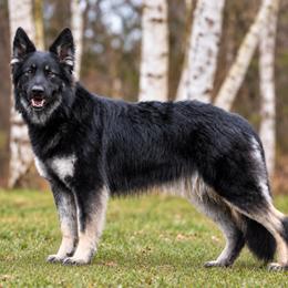 Shiloh Shepherd puppies from Echo Shilohs