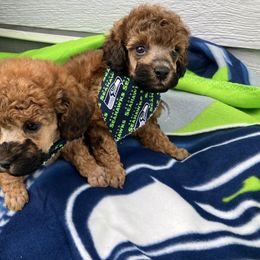 Goldendoodle and Poodle Puppies from South Sound Doodles