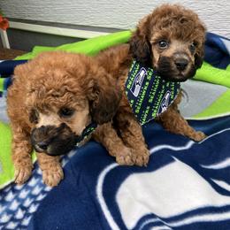 Goldendoodle and Poodle Puppies from South Sound Doodles