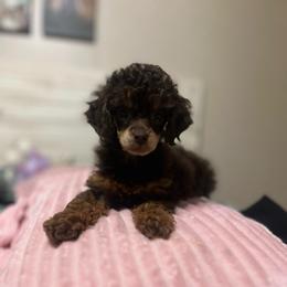 Emory - Poodle