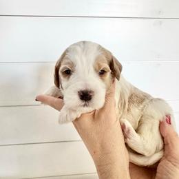 Chestnut - Parti male Goldendoodle puppy in Stanford, Kentucky from Holloway Goldendoodles