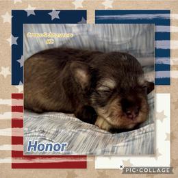 Honor - Liver male Miniature Schnauzer puppy in Independence, Missouri from Crown Schnauzers KC