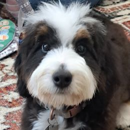 Bernedoodles and Goldendoodles from Doodle Paws Pups