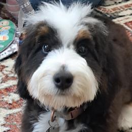 Bernedoodles and Goldendoodles from Doodle Paws Pups